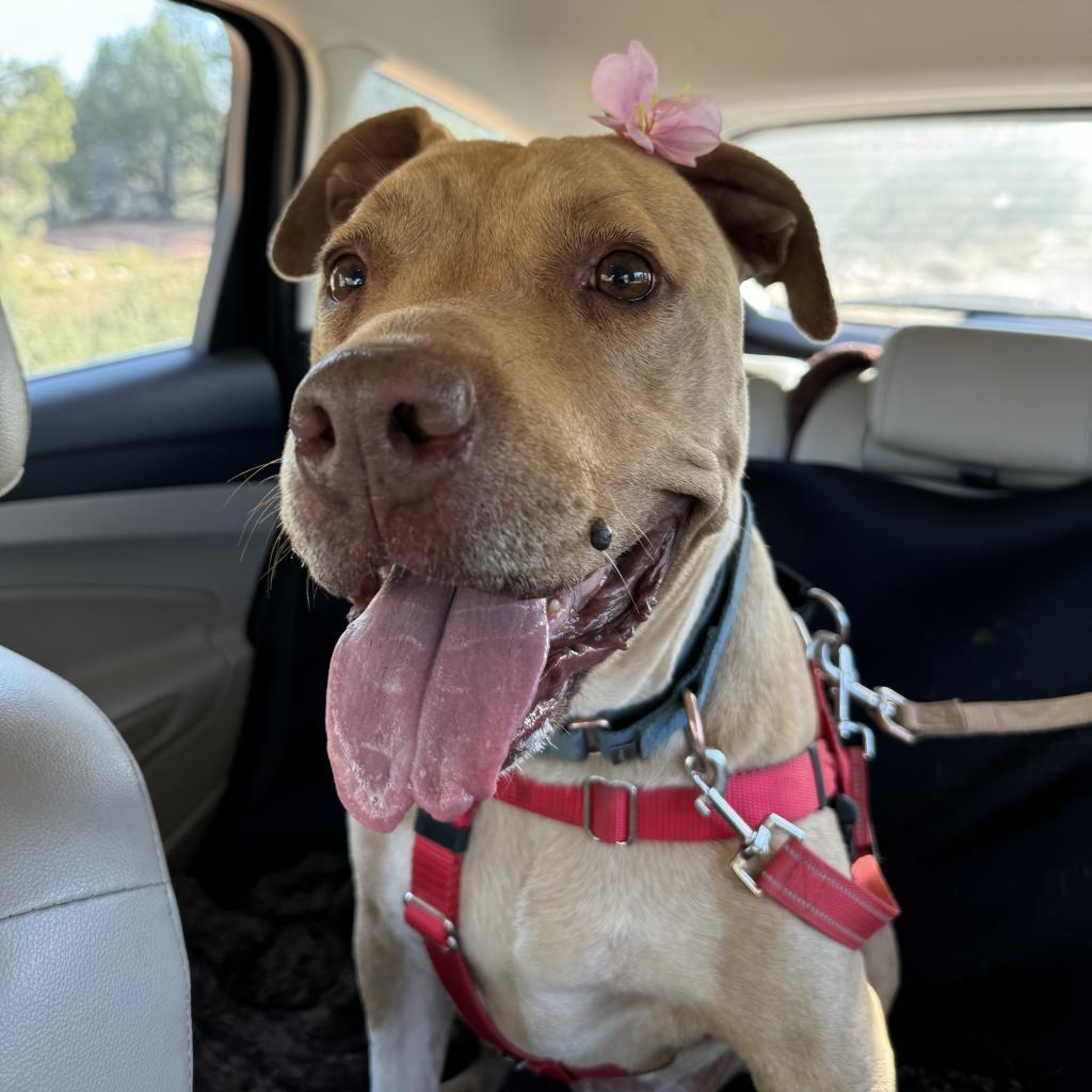 Enlarge Rico, a Adoptable mixed breed in Kanab, UT image 6/6