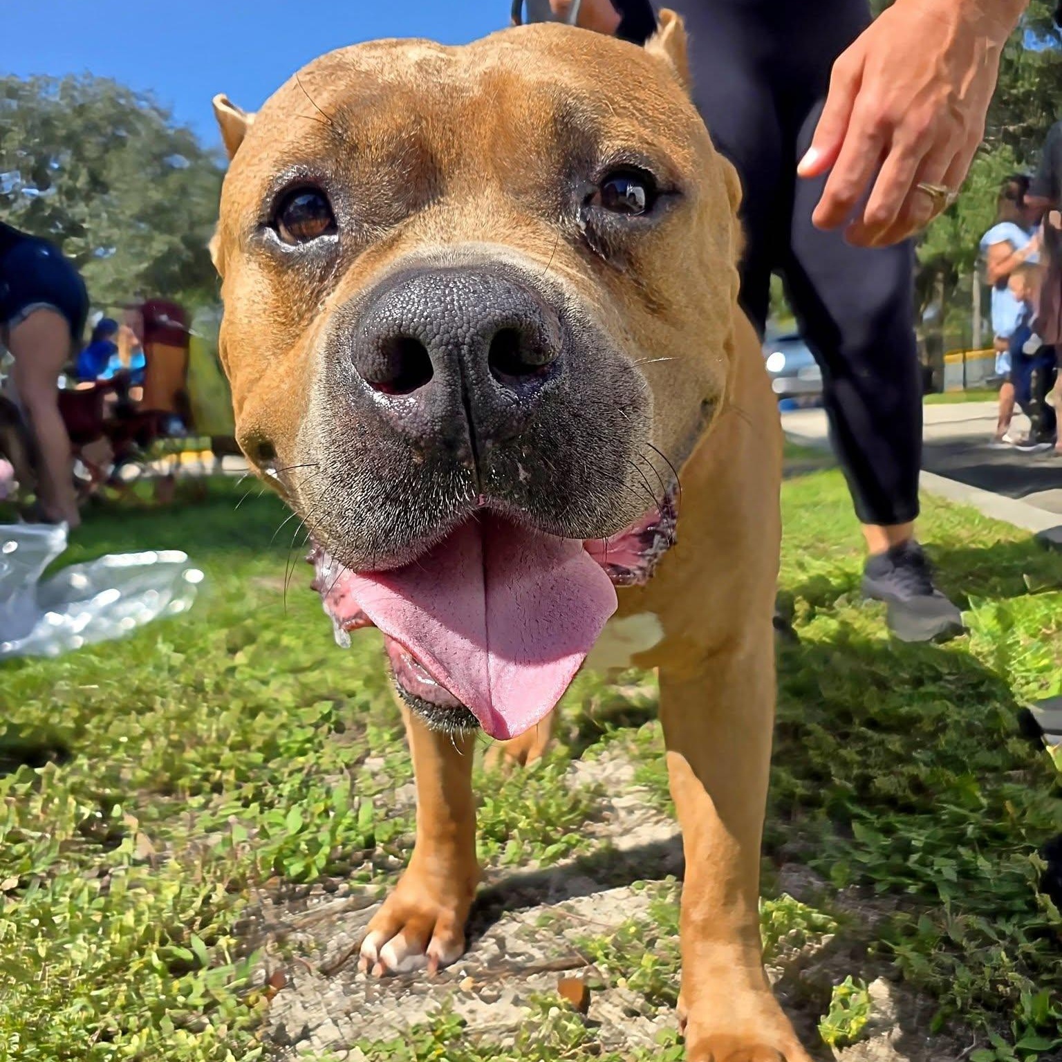 Enlarge Boss, a Adoptable mixed breed in Palm Bay, FL image 5/6
