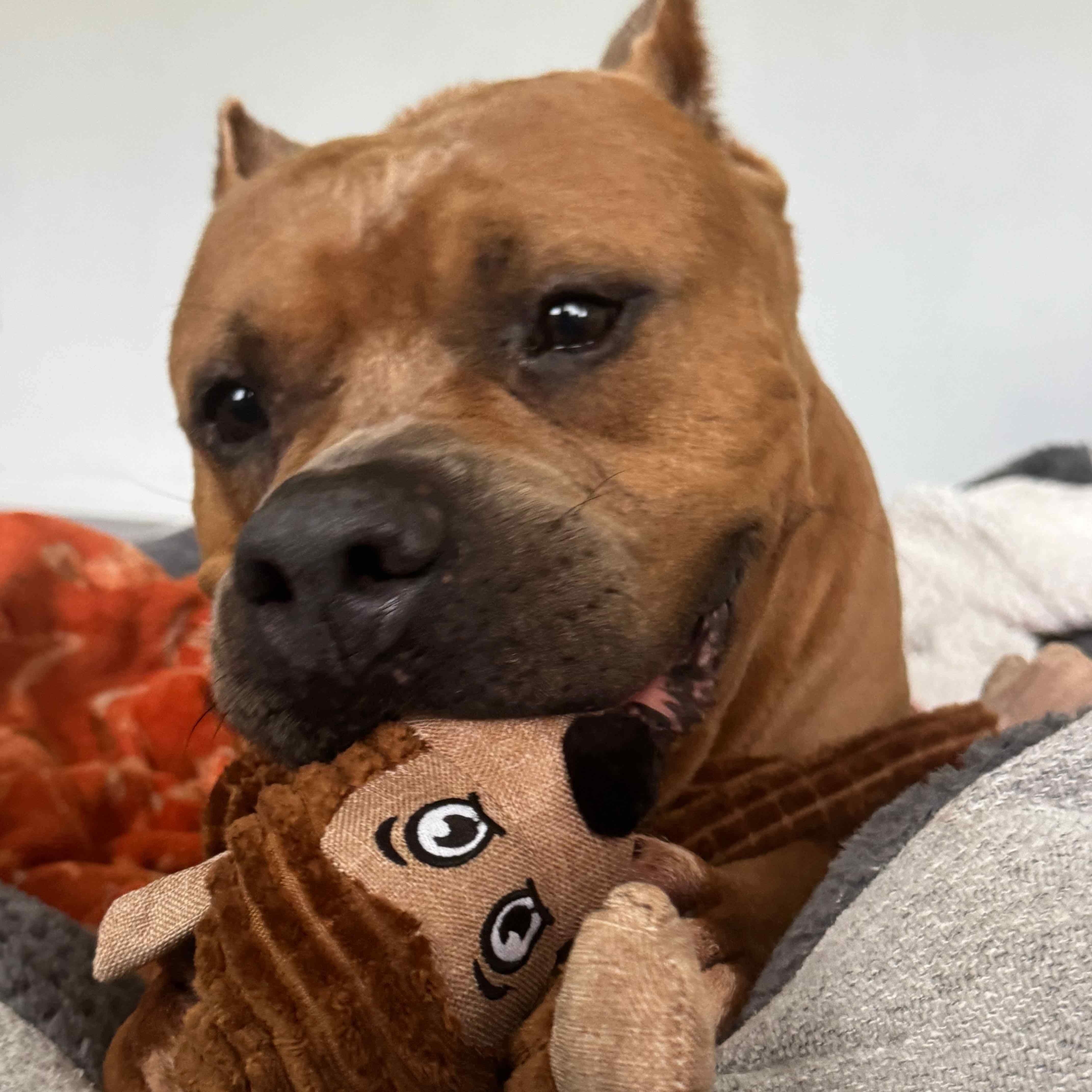 Enlarge Boss, a Adoptable mixed breed in Palm Bay, FL image 2/6