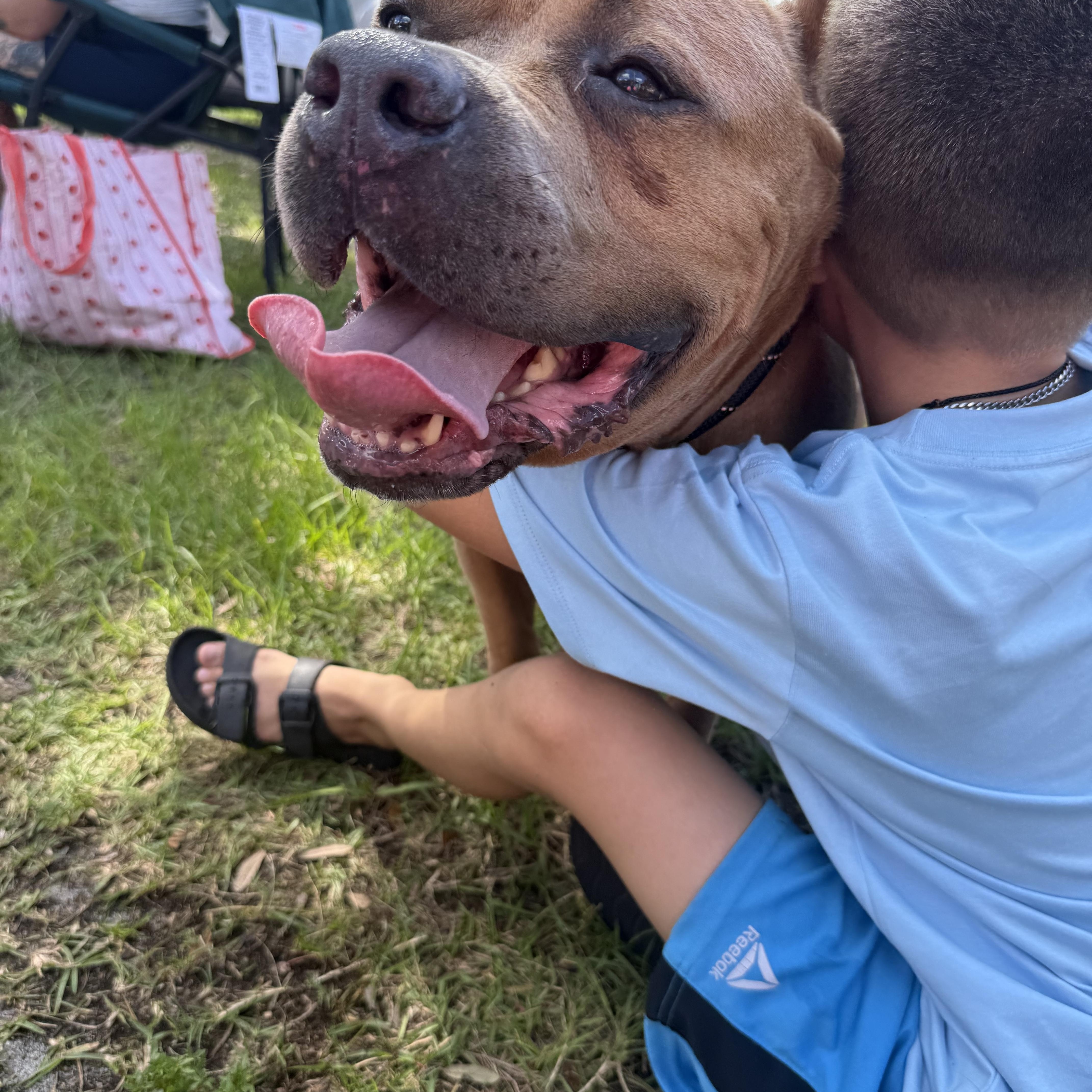 Enlarge Boss, a Adoptable mixed breed in Palm Bay, FL image 3/6