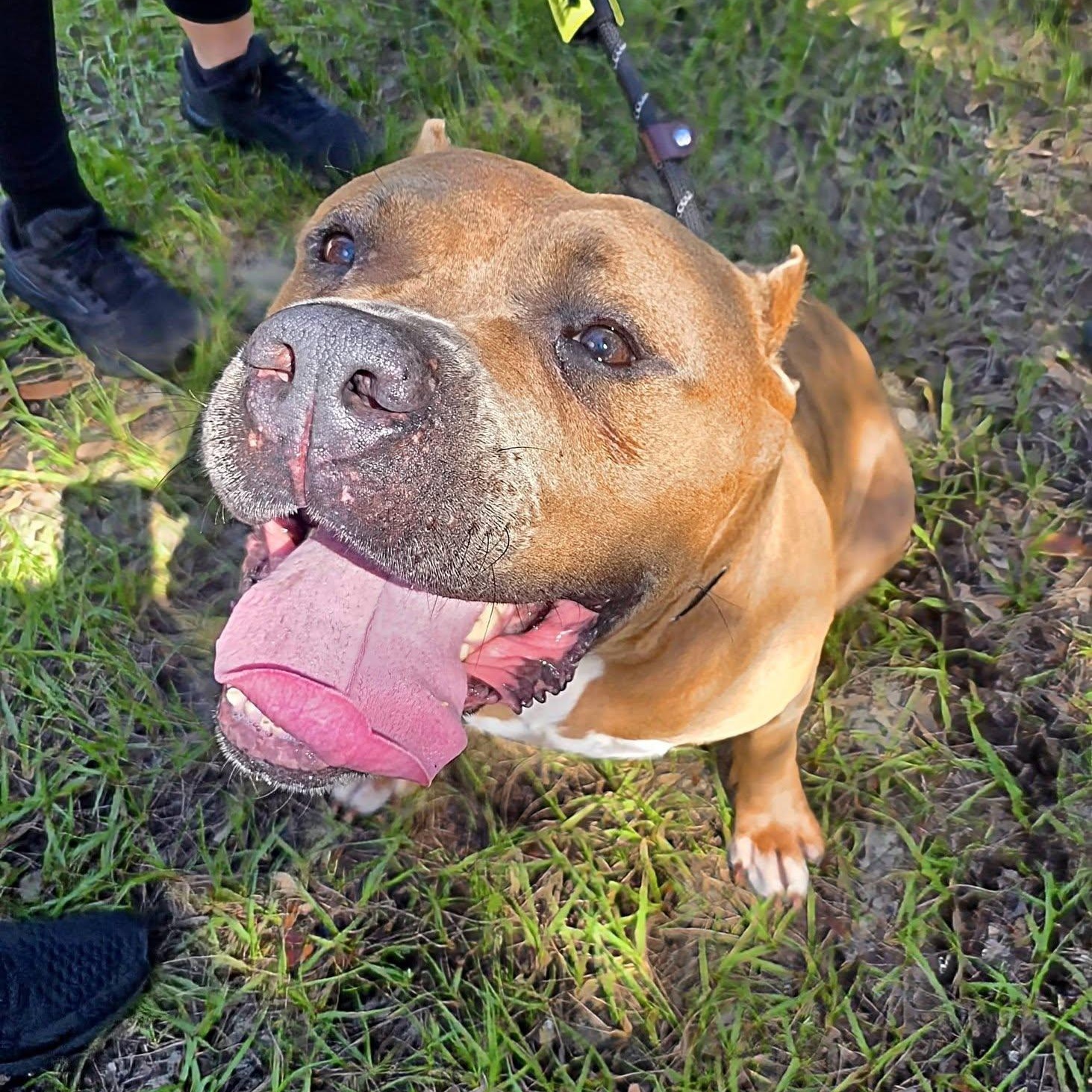 Boss, Adoptable, Senior Male American Bully & American Bulldog.