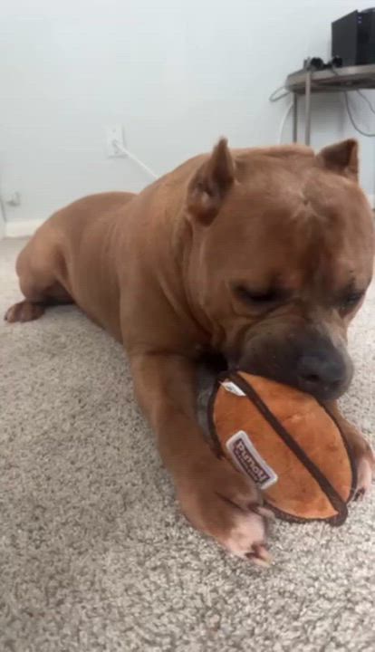 Enlarge Boss, a Adoptable mixed breed in Palm Bay, FL video 4/6