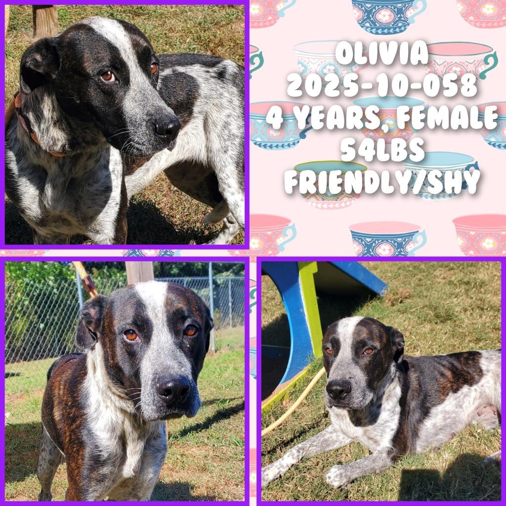 2025-10-058 *Olivia*, Adoptable, Adult Female Pointer.