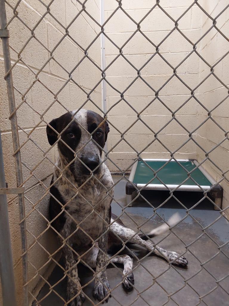 Enlarge 2025-10-058 *Olivia*, a Adoptable Pointer in Winder, GA image 2/2