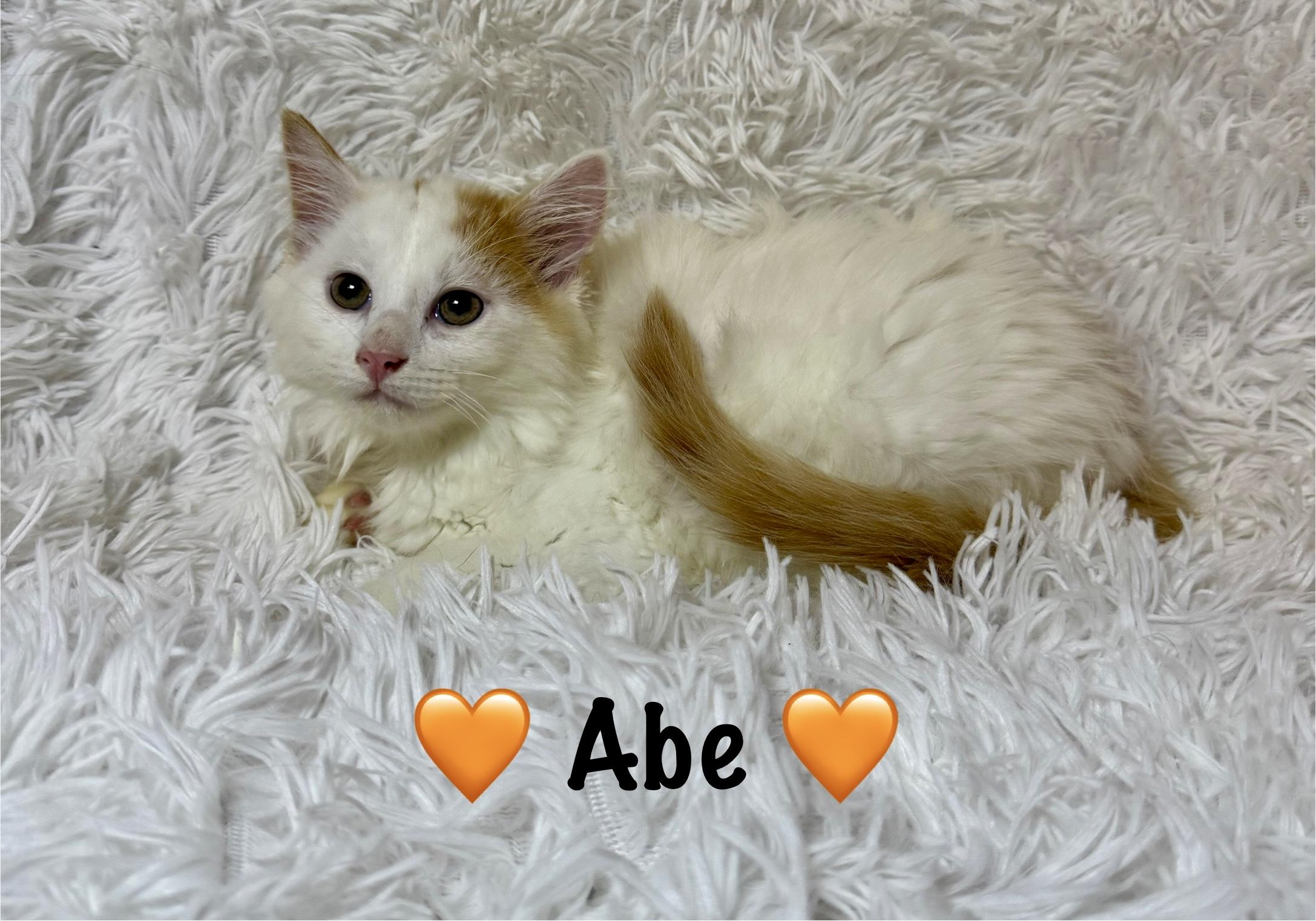 Abe 2