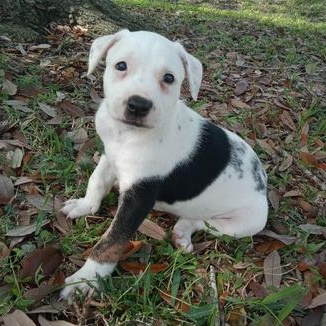 Snowi — thumbnail 2