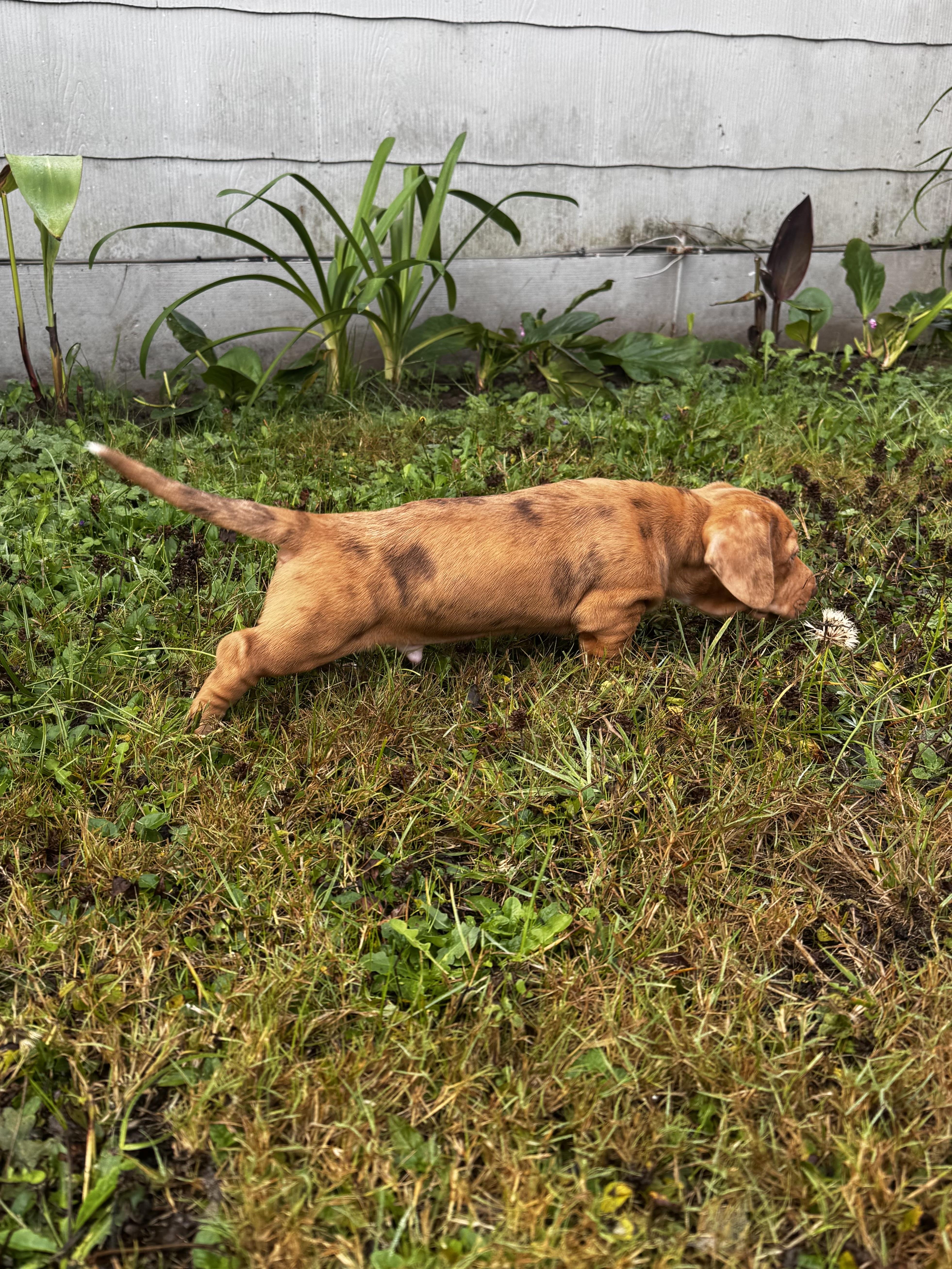 Enlarge Cayenne, a Adopted mixed breed in Arcata , CA image 4/5