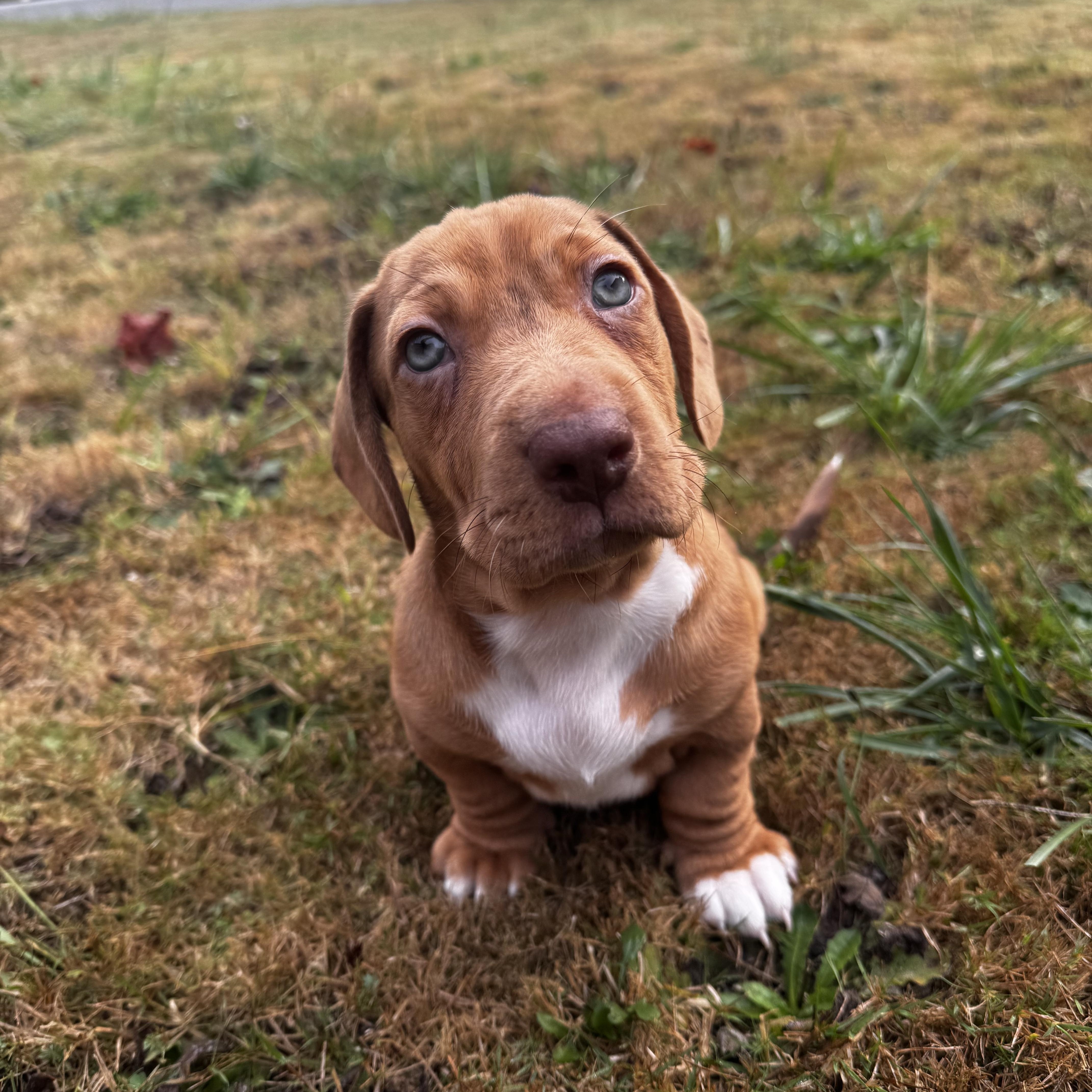 Cayenne, Adopted, Puppy Male Labrador Retriever & Miniature Schnauzer.
