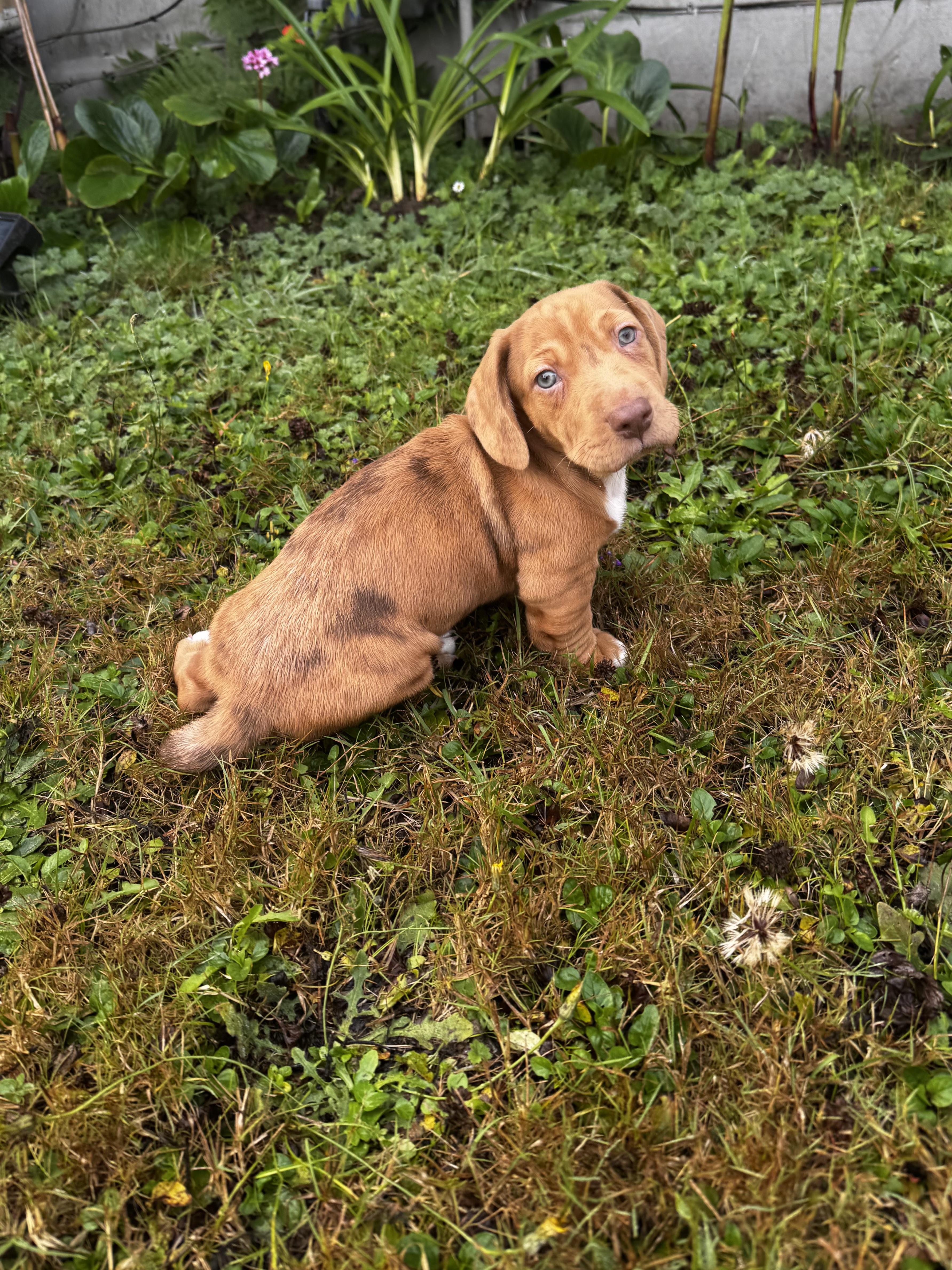 Enlarge Cayenne, a Adopted mixed breed in Arcata , CA image 2/5