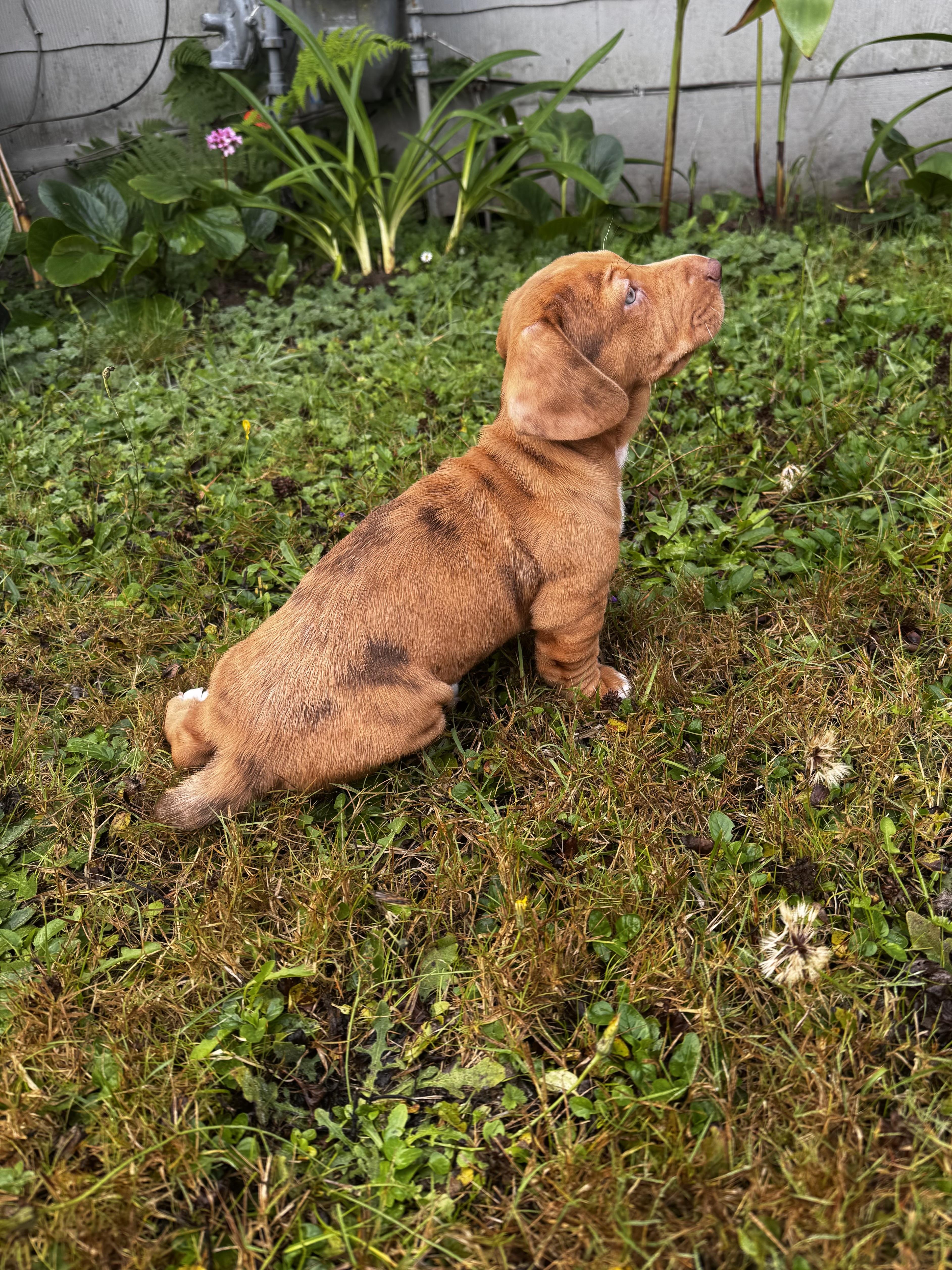 Enlarge Cayenne, a Adopted mixed breed in Arcata , CA image 3/5