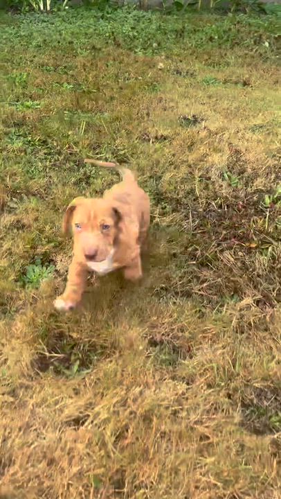 Enlarge Cayenne, a Adopted mixed breed in Arcata , CA video 5/5