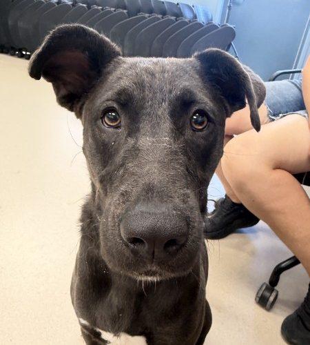 Otter, Adoptable, Young Female Black Labrador Retriever & Mixed Breed.