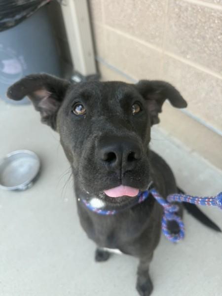 Enlarge Otter, a Adoptable mixed breed in Grand Junction, CO image 2/5