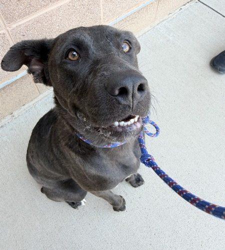 Enlarge Otter, a Adoptable mixed breed in Grand Junction, CO image 3/5