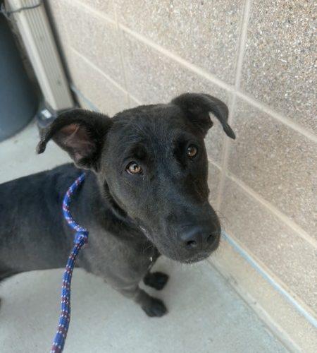 Enlarge Otter, a Adoptable mixed breed in Grand Junction, CO image 4/5