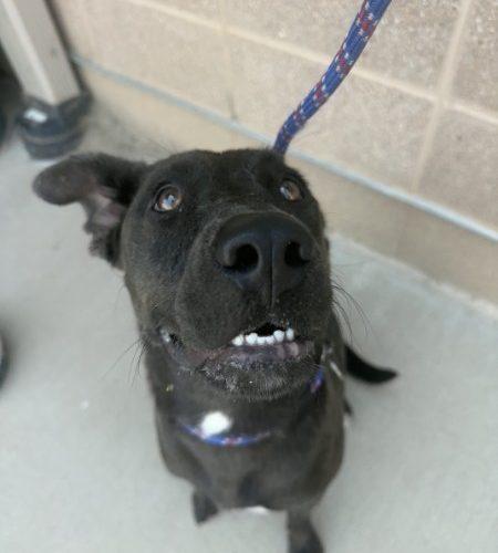 Enlarge Otter, a Adoptable mixed breed in Grand Junction, CO image 5/5