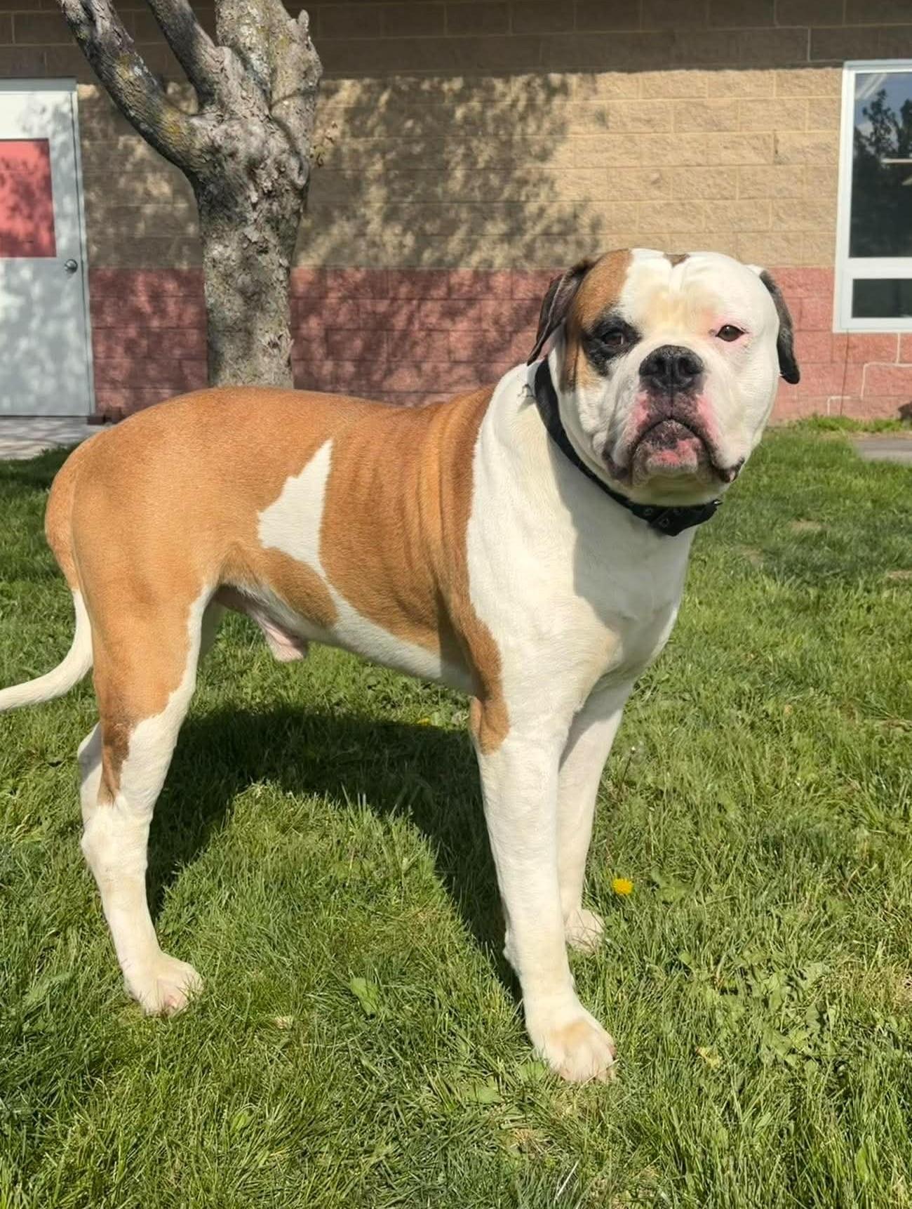 Enlarge Creed, an adopted mixed breed in Maryville, MO image 3/3