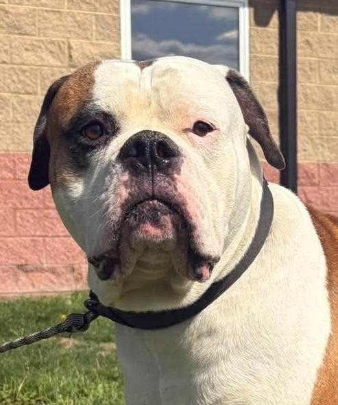 Enlarge Creed, an adopted mixed breed in Maryville, MO image 1/3
