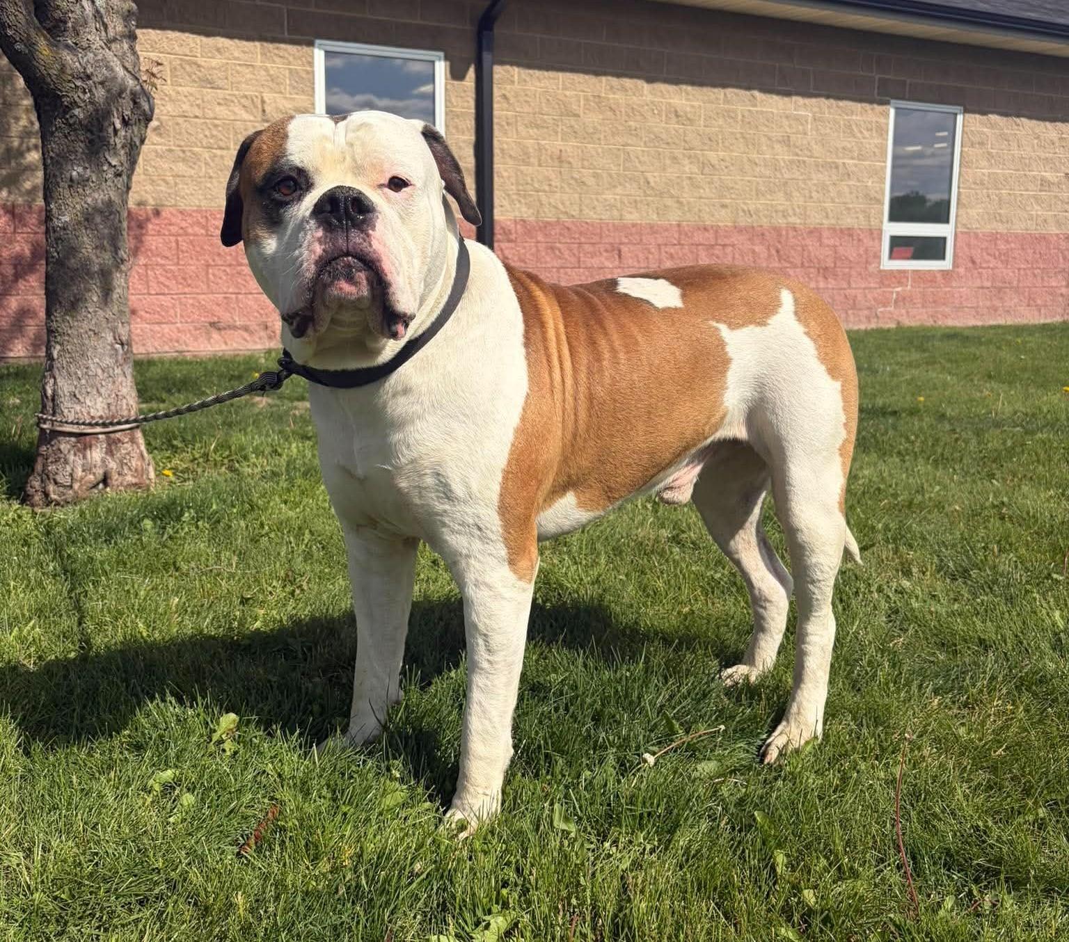 Enlarge Creed, an adopted mixed breed in Maryville, MO image 2/3
