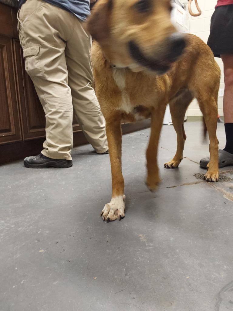 2025-07-075 *Sadie*, Adopted, Adult Female Shepherd.