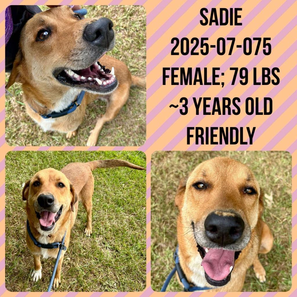 Enlarge 2025-07-075 *Sadie*, a Adopted Shepherd in Winder, GA image 2/2