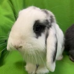 Fanny & Wickham, an adopted Mini Lop in Haltom City, TX image 4/5