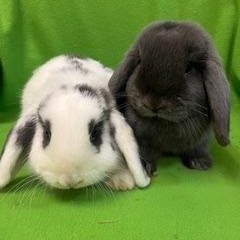Fanny & Wickham, an adopted Mini Lop in Haltom City, TX image 1/5