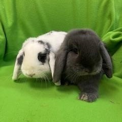 Fanny & Wickham, an adopted Mini Lop in Haltom City, TX image 3/5