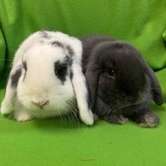 Fanny & Wickham, an adopted Mini Lop in Haltom City, TX image 2/5
