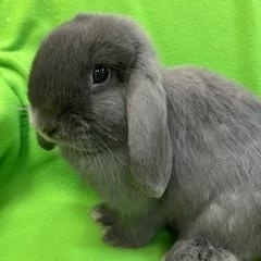 Fanny & Wickham, an adopted Mini Lop in Haltom City, TX image 5/5