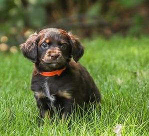 Enlarge Acadia, a Adoptable mixed breed in Cumming, GA image 2/4