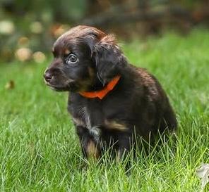Enlarge Acadia, a Adoptable mixed breed in Cumming, GA image 4/4