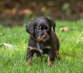 Enlarge Acadia, a Adoptable mixed breed in Cumming, GA image 1/4