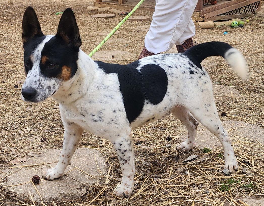Enlarge 251840  Jack, a Adoptable Australian Cattle Dog / Blue Heeler in Wetumpka, AL image 1/3