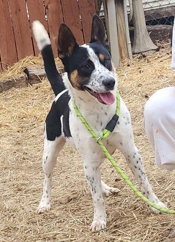 Enlarge 251840  Jack, a Adoptable Australian Cattle Dog / Blue Heeler in Wetumpka, AL image 2/3