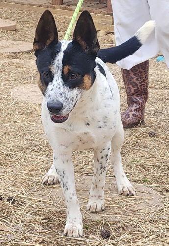 Enlarge 251840  Jack, a Adoptable Australian Cattle Dog / Blue Heeler in Wetumpka, AL image 3/3