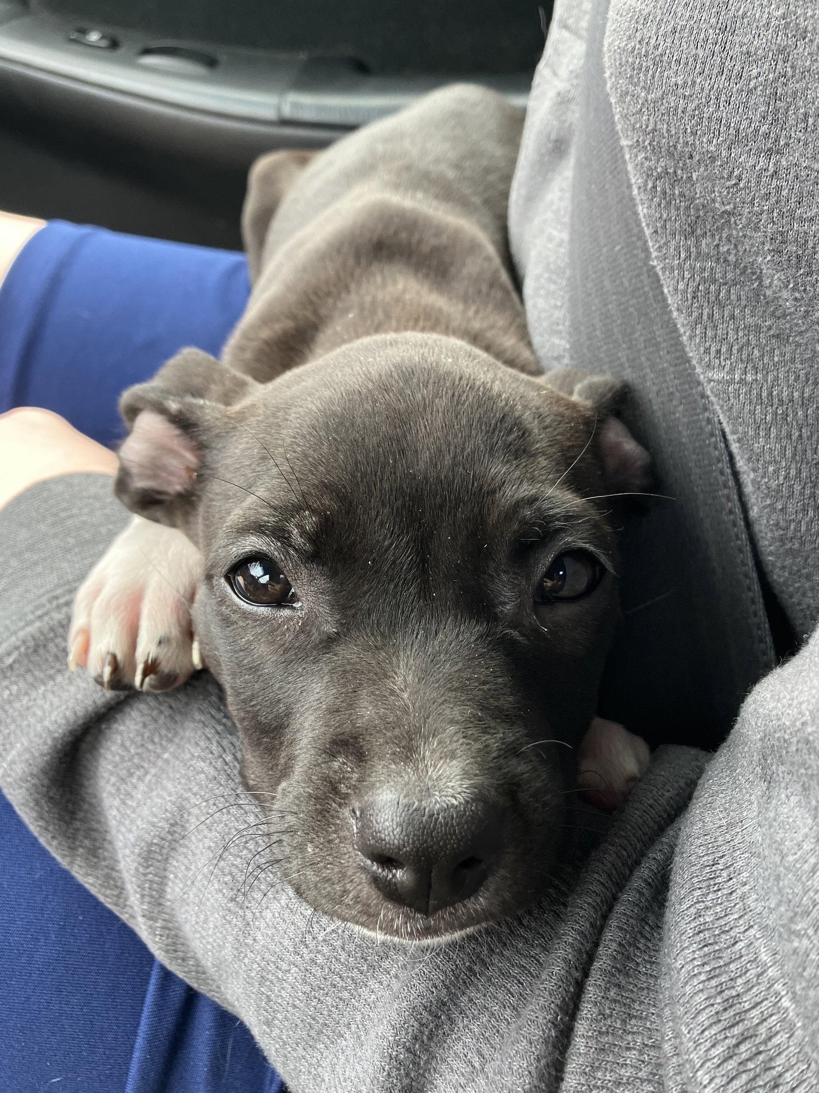 Enlarge Haleakalā, a Adopted mixed breed in Davis, CA image 2/3