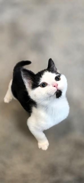 Socrates, a ADOPTABLE Domestic Short Hair in Salt Lake City, UT image 4/6