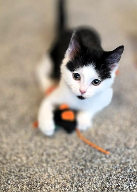 Socrates, a ADOPTABLE Domestic Short Hair in Salt Lake City, UT image 3/6