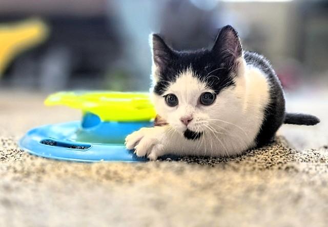 Socrates, a ADOPTABLE Domestic Short Hair in Salt Lake City, UT image 6/6