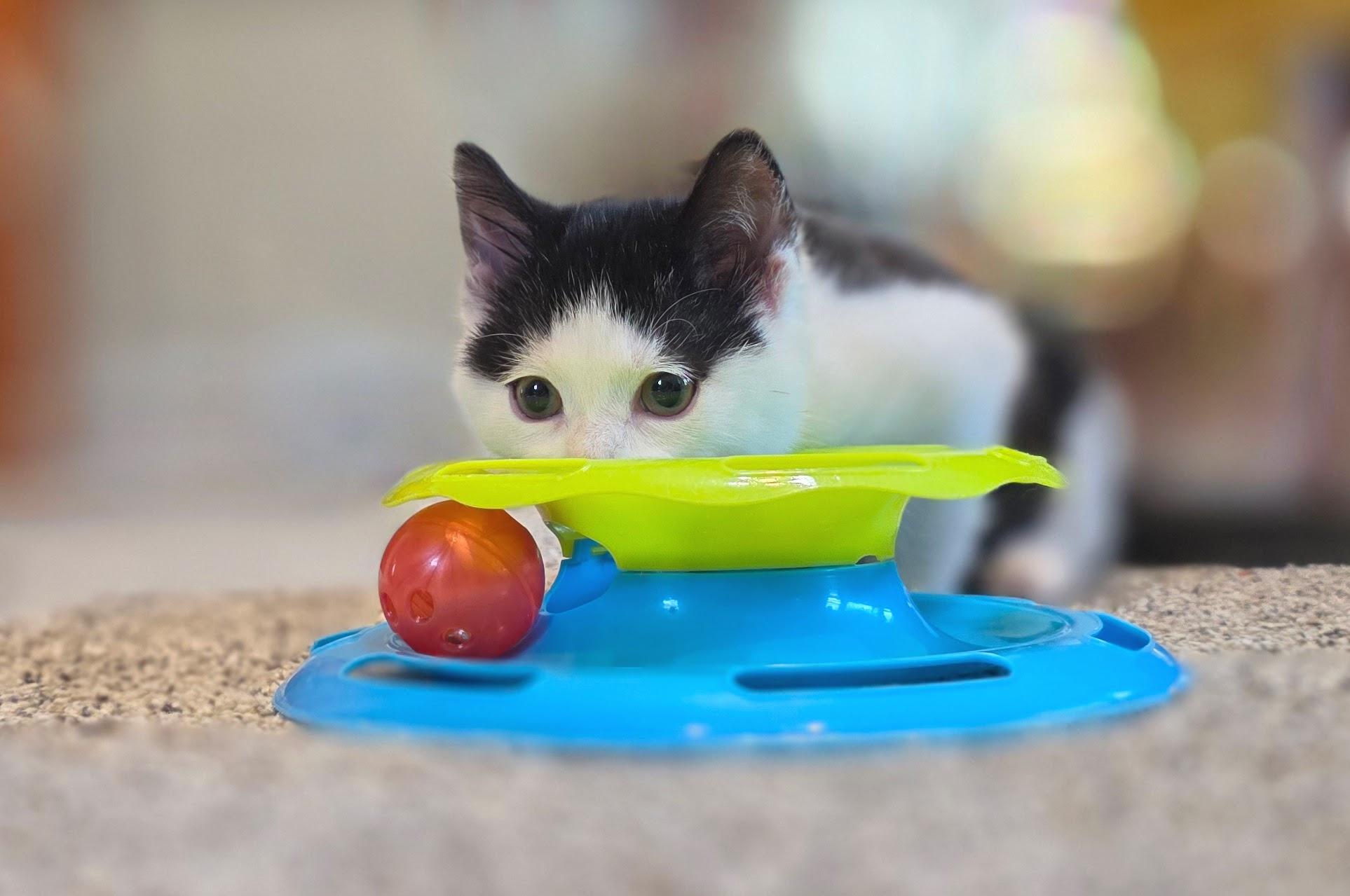 Socrates, a ADOPTABLE Domestic Short Hair in Salt Lake City, UT image 2/6