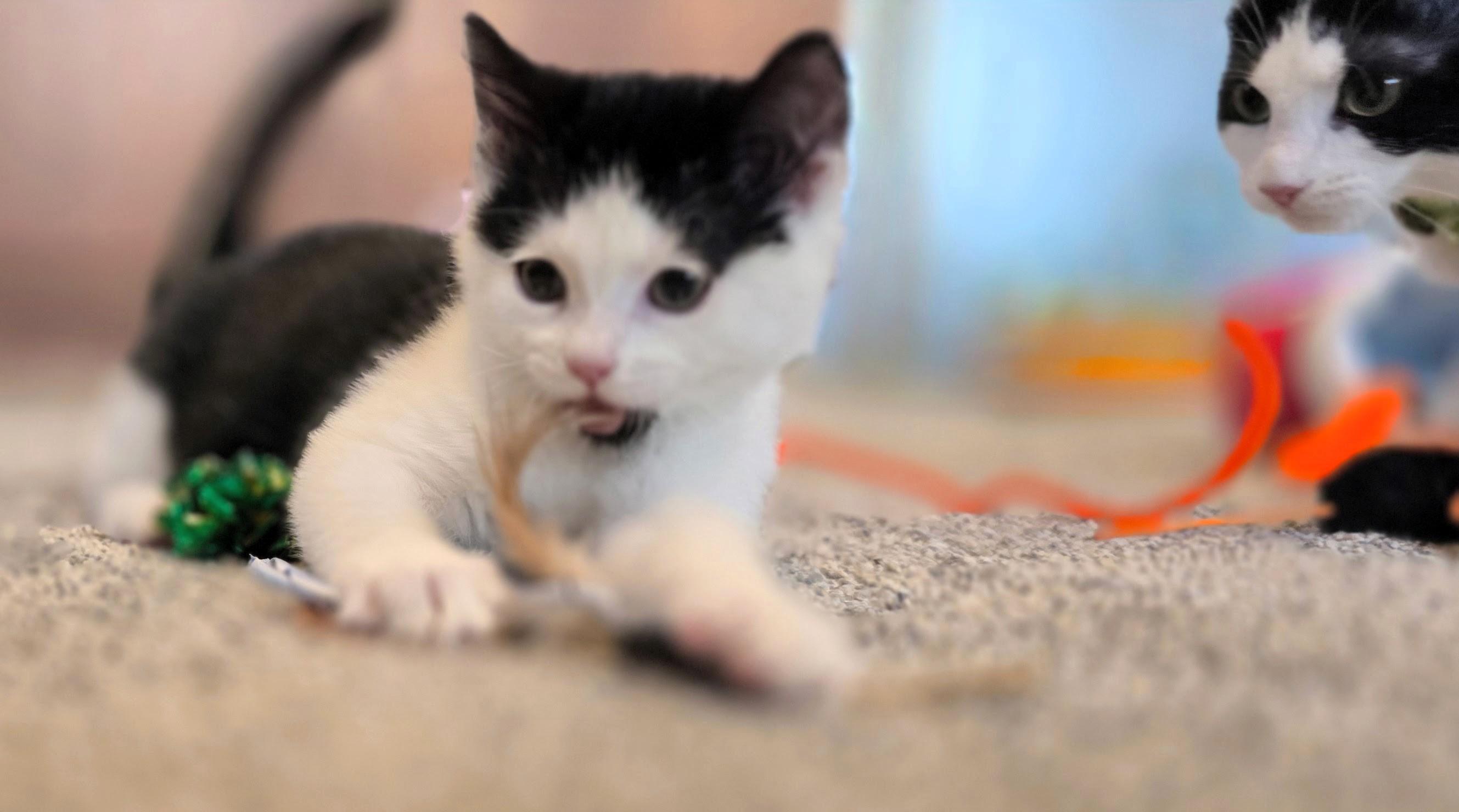 Socrates, a ADOPTABLE Domestic Short Hair in Salt Lake City, UT image 5/6