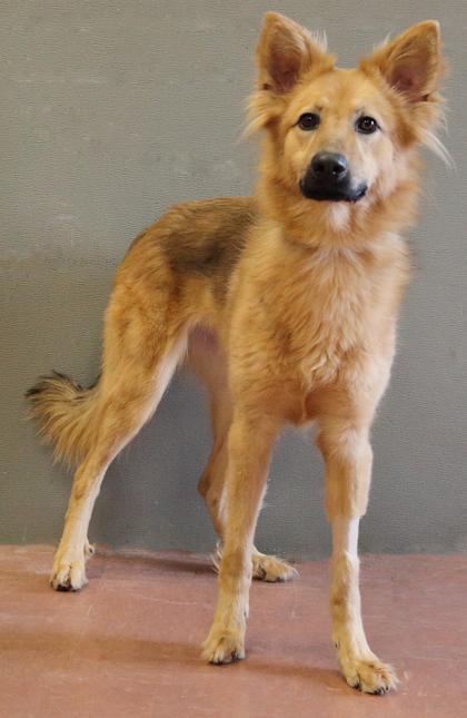 Enlarge Maple, an adopted mixed breed in Rapid City, SD image 2/4