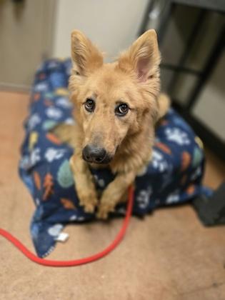 Enlarge Maple, an adopted mixed breed in Rapid City, SD image 4/4