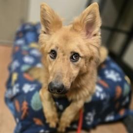 Enlarge Maple, an adopted mixed breed in Rapid City, SD image 1/4