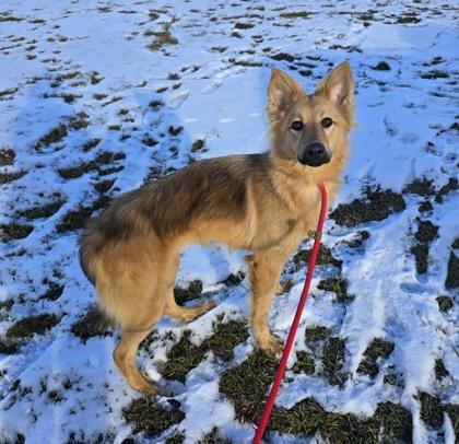 Enlarge Maple, an adopted mixed breed in Rapid City, SD image 3/4