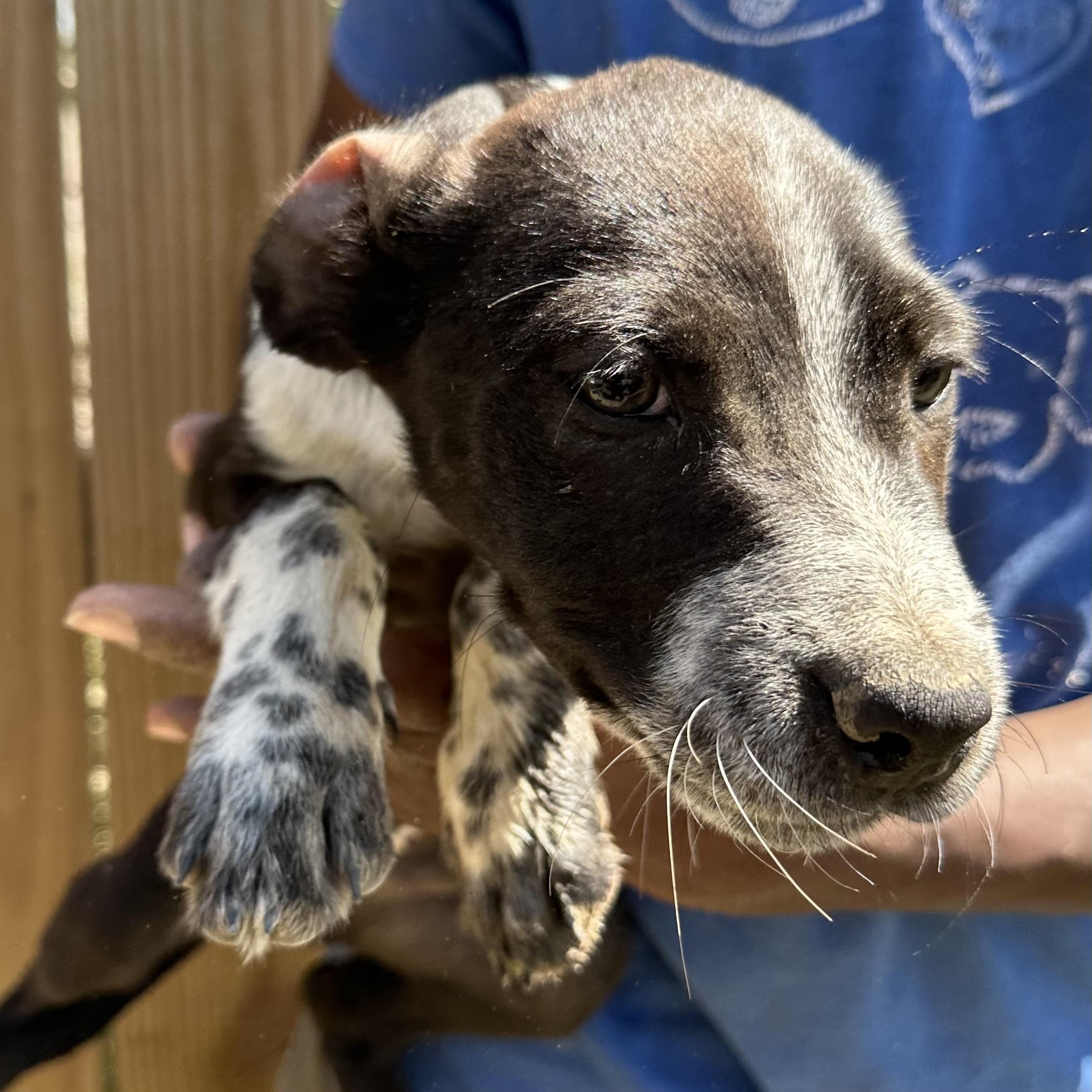 Enlarge Artemis - Local May 22-24, an adoptable mixed breed in Johnston, RI image 3/6