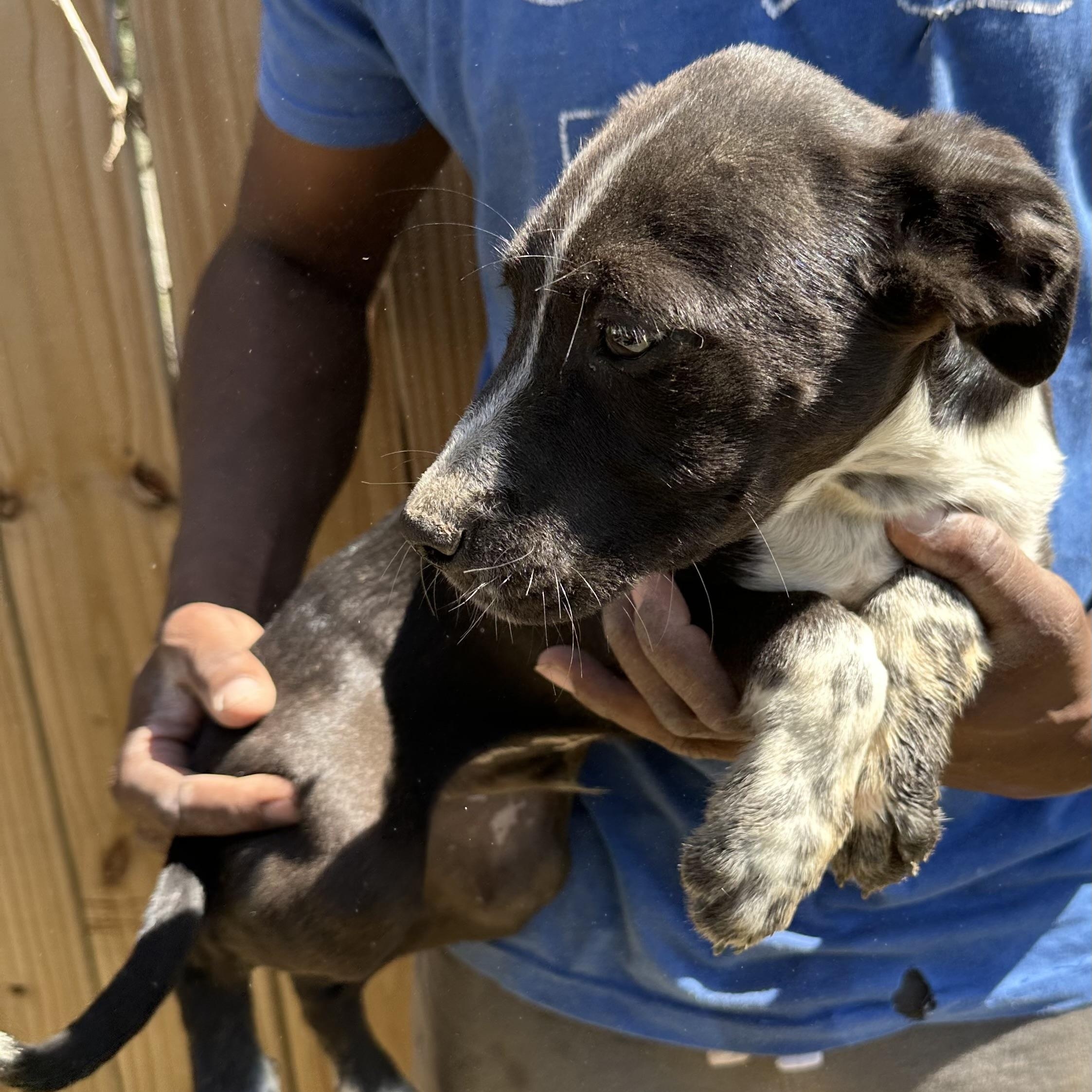 Enlarge Artemis - Local May 22-24, an adoptable mixed breed in Johnston, RI image 4/6