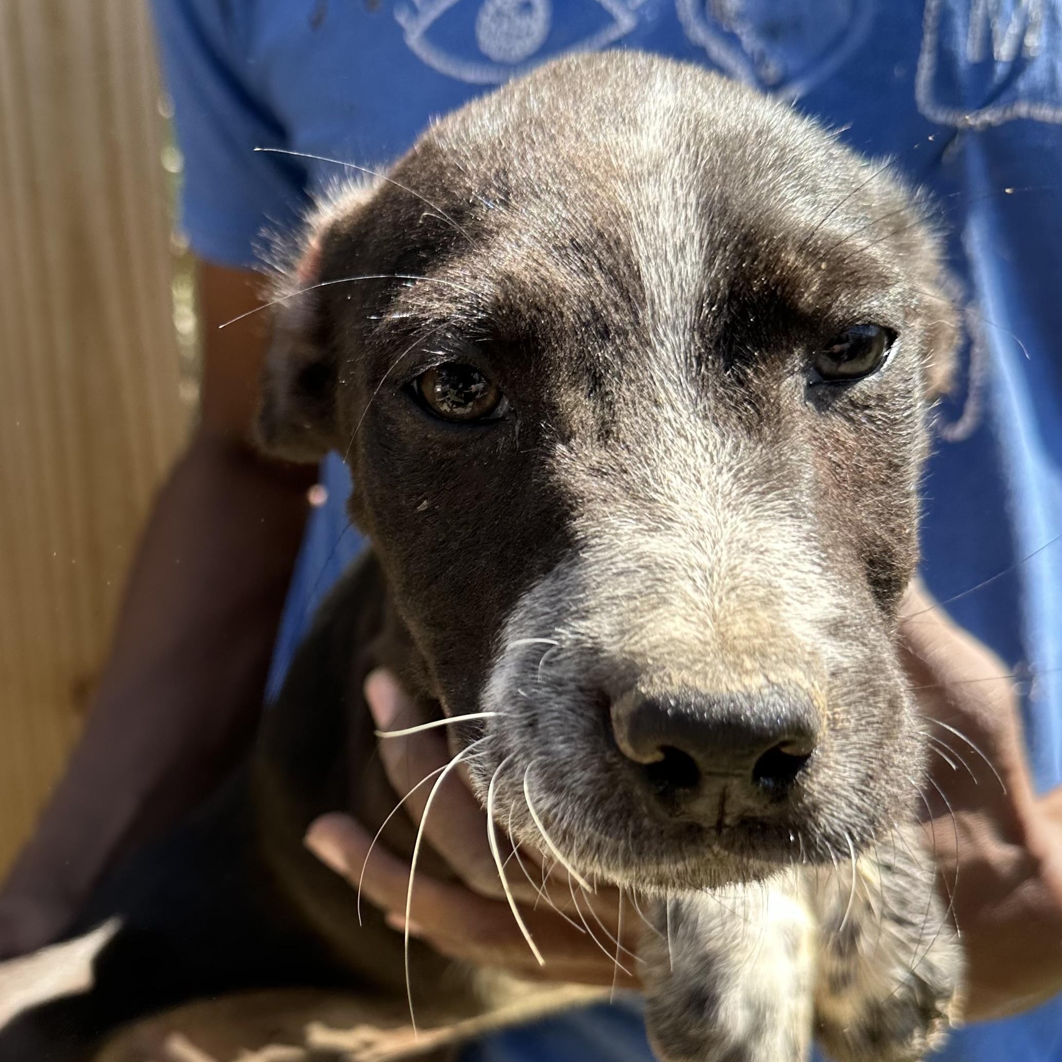 Artemis - Local May 22-24, adoptable, Puppy Male Labrador Retriever & Australian Cattle Dog / Blue Heeler.