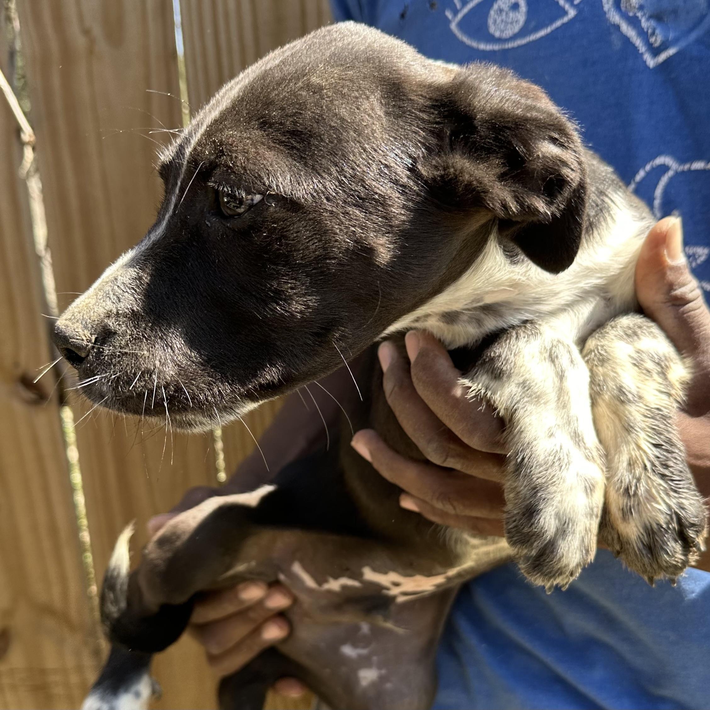 Enlarge Artemis - Local May 22-24, an adoptable mixed breed in Johnston, RI image 5/6